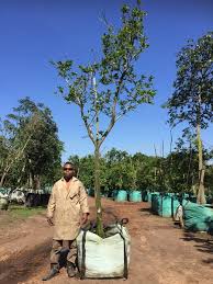 Image result for Antidesma venosum