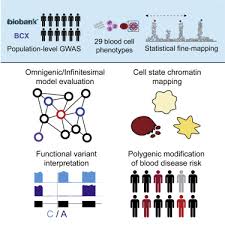 It is the protein that determines the trait. The Polygenic And Monogenic Basis Of Blood Traits And Diseases Sciencedirect