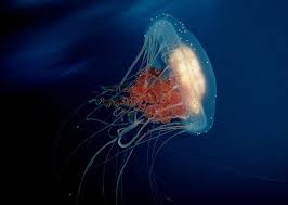 Jellyfish can easily die in an improper tank because their tentacles will can't recommend it. 12 Fascinating Facts About Jellyfish