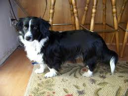 Black And White Spaniel Mix A Cocker Spaniel Corgi Mix My Other Dream Dog Animali Domestici Cani Animali