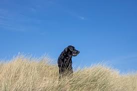 Image result for labrador retrívr