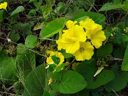 Image result for Merremia stellata