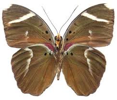 Image result for Sorindeia katangensis