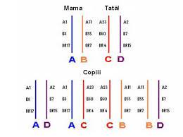 This damage causes inflammation that the body tries to heal by sending a response team of proteins called. Tipaj Hla B Pcr Synevo