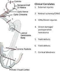 Visual Pathway An Overview Sciencedirect Topics