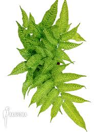 Image result for Coniogramme