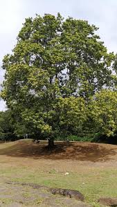 Image result for Ateleia herbert-smithii