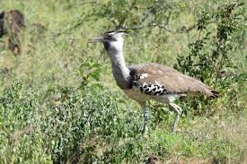 Image result for Ozoroa nitida