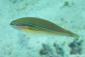 Image result for Tridactyle stevartiana