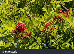 Image result for Ilex mitis