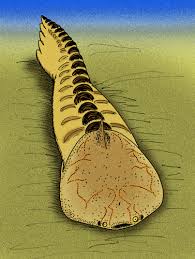 Image result for Amphiasma