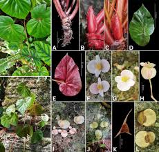 Image result for Begoniaceae