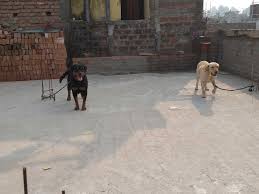We did not find results for: Kartikey Pet Shop Aiims Pet Shops For Dog In Patna Justdial