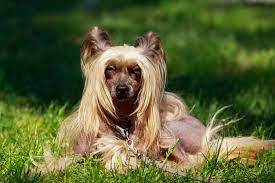 Der chinesische schopfhund ist äußerst anpassungsfähig. Chinesische Schopfhund Charakter Haltung Pflege Zooplus