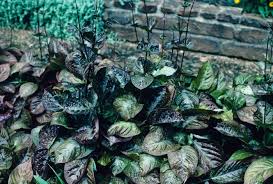 Image result for Eranthemum laxiflorum
