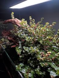 Image result for Xyris aristata