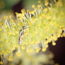 What flowers do bees like in spring. Beesinyourbackyard A Twitteren Willows Are Important Early Spring Flowers For Many Spring Bees Like This Little Fairy Bee Perdita