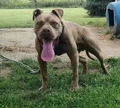 My neighbors dog is so pretty. 9 Buckskin Pitbulls Ideas Pitbulls American Pitbull Terrier Pitbull Terrier