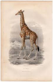 Title La Girafe Origin Paris France Date 1859 Technique Hand Coloured Engraving With Gum Arabic Highlights Meas Giraffe Vintage Safari Giraffe Art
