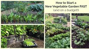 This manual is intended to help the reader understand more about soils—some of the basics about what happens in the soil and how it impacts crops, and also to offer some insight on soil and nutrient management practices and how. How To Start A Vegetable Garden Fast And On A Budget