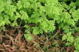 Image result for Gymnosporia oxycarpa