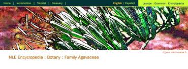 Image result for Agavaceae