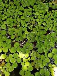 Image result for Salviniaceae