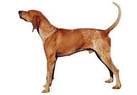 We use cookies to capture information such as ip addresses and tailor the website to our clients' needs. Everything About Your American English Coonhound Luv My Dogs