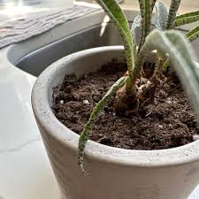 Image result for Ledebouria luteola
