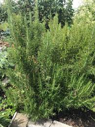 Always water well after fertilizing. 25 Acid Loving Plants For Your Garden Insteading