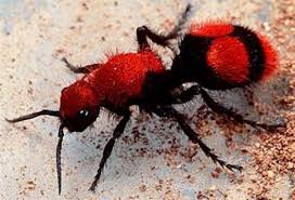 Coyote Peterson S Most Painful Insect Stings Ranked From Least To Most Painful Album On Imgur