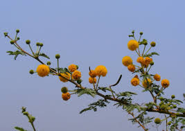 Image result for Acacia seyal