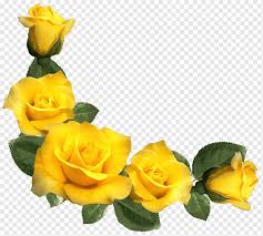 Join our friendly community that shares tips and ideas for gardens, along with seeds and plants. Rose Yellow Beautiful Yellow Roses Decor Yellow Petaled Flower Flower Arranging Image File Formats Flower Png Pngwing