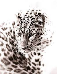 Leopard Iii Beth Wold Fine Art Photography In 2021 Leopard Art Animal Photography Leopard Wall Art