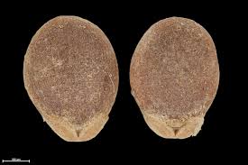 Image result for Pachycarpus