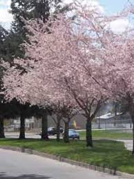Prunus Subhirtella Autumnalis Rosea Rosabluhende Winterkirsche Gunstig Bestellen Zierkirsche Prunus Winterbluher Baume Pflanzen Pflanzen Kleiner Garten