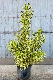 Image result for Dracaena reflexa