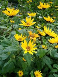 It S Not An Artichoke It S A Sunflower Jerusalem Artichoke Jerusalem Artichoke Planting Sunflowers Edible Landscaping
