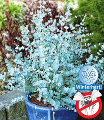 Winterharter Eukalyptus Quot Azura Quot 1 Pflanze Eukalyptus Azura Pflanzen Immergrune Straucher