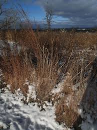 Image result for Sporobolus rigidifolius