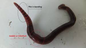 You can also feed night crawlers a mixture of ground corn, cornmeal and commercially sold worm food. Identifying The Red Wiggler Composting Worm Dengarden