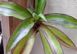 Image result for Anthericopsis sepalosa