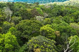 The tropical rainforests can be grouped into three regions: The Diverse Plants And Animals Of The Tropical Rainforest Biome Science Struck