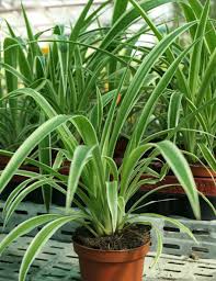 Image result for Chlorophytum lancifolium