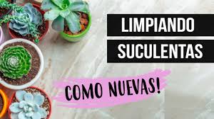 Ver más ideas sobre suculentas, cactus y suculentas, plantas suculentas. Nombres De Cactus Y Suculentas Etiquetando Una Por Una Mis Plantas Milicienta Youtube