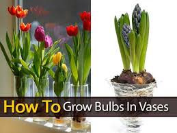 Growing Your Other Favorite Bulbs In Vases To Produce Winter Color Add Spring Fragrance For The Holiday Season Th Growing Bulbs Growing Tulips Bulb Flowers