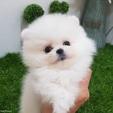 Purebred Pure White Pomeranian Puppies Available City Of Derry Derry Nomtimes Uk
