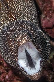 Whitemouth Moray Eel Sea Animals Ocean Animals Ocean Creatures