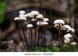 Image result for Marasmius rotula
