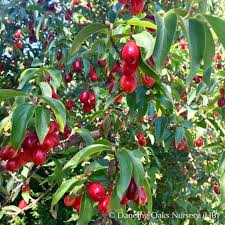 Cornus Mas Cornelian Cherry Dogwood Cornus Mas Dogwood Autumn Garden